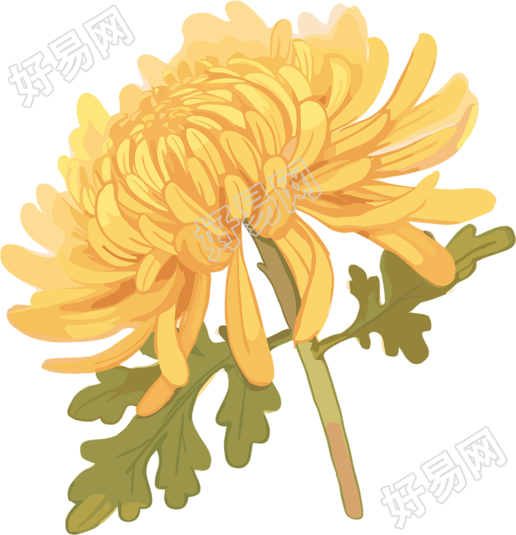 水彩菊花素材