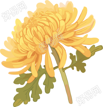 水彩菊花素材