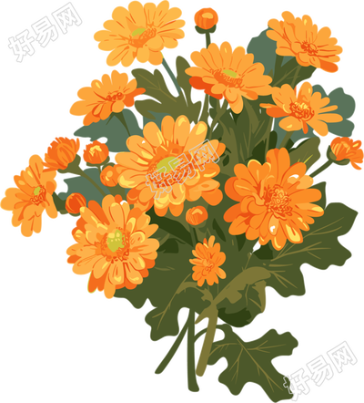 水彩菊花插图