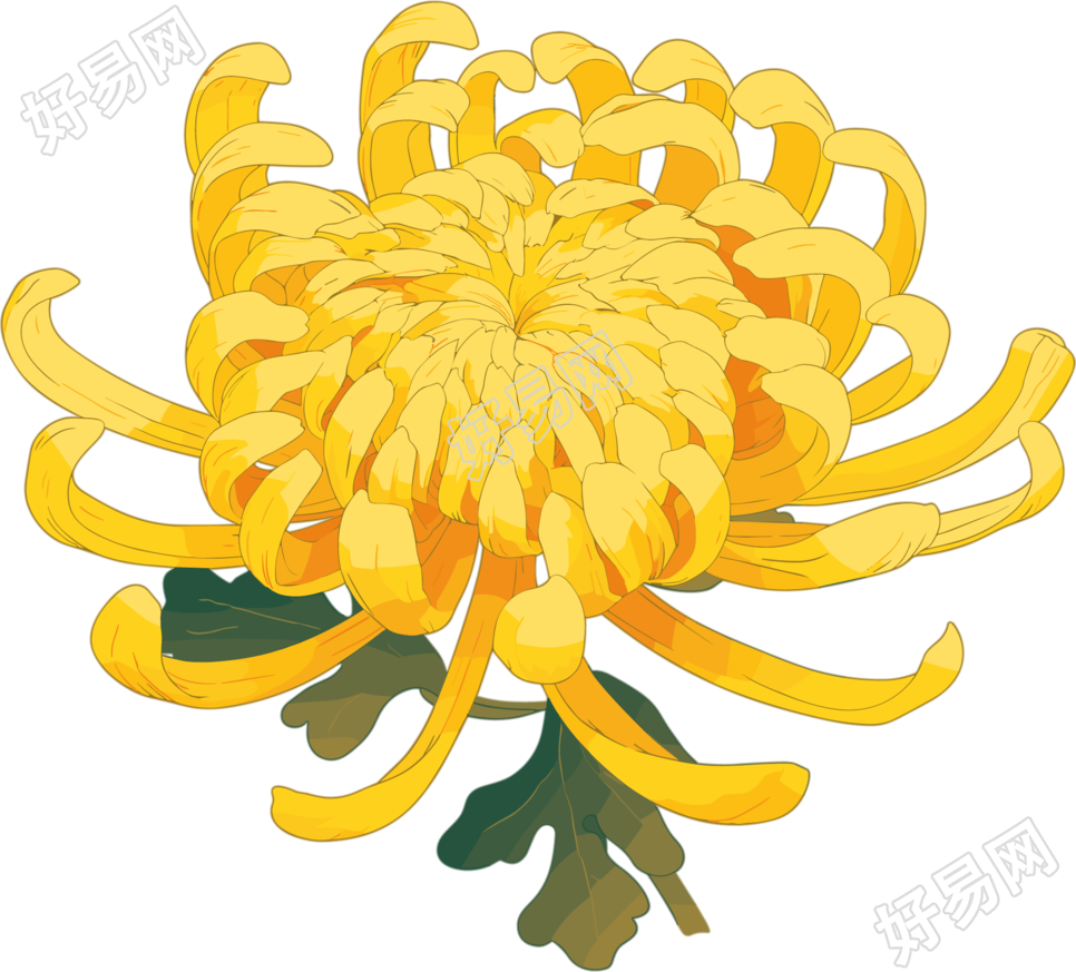 水彩菊花创意设计元素