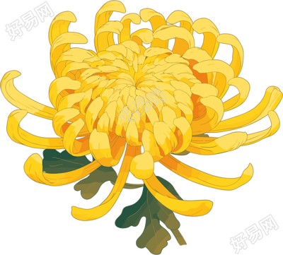 水彩菊花创意设计元素
