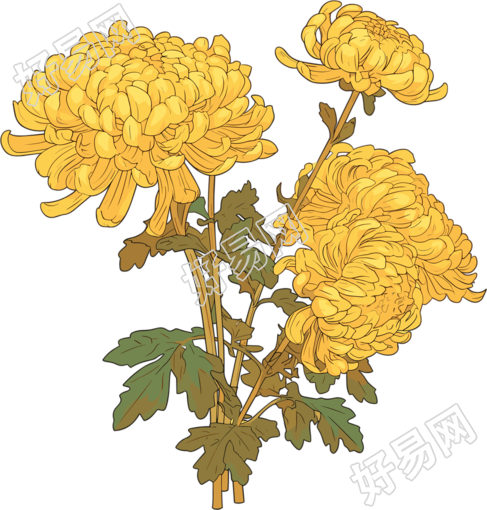 水彩菊花可商用素材