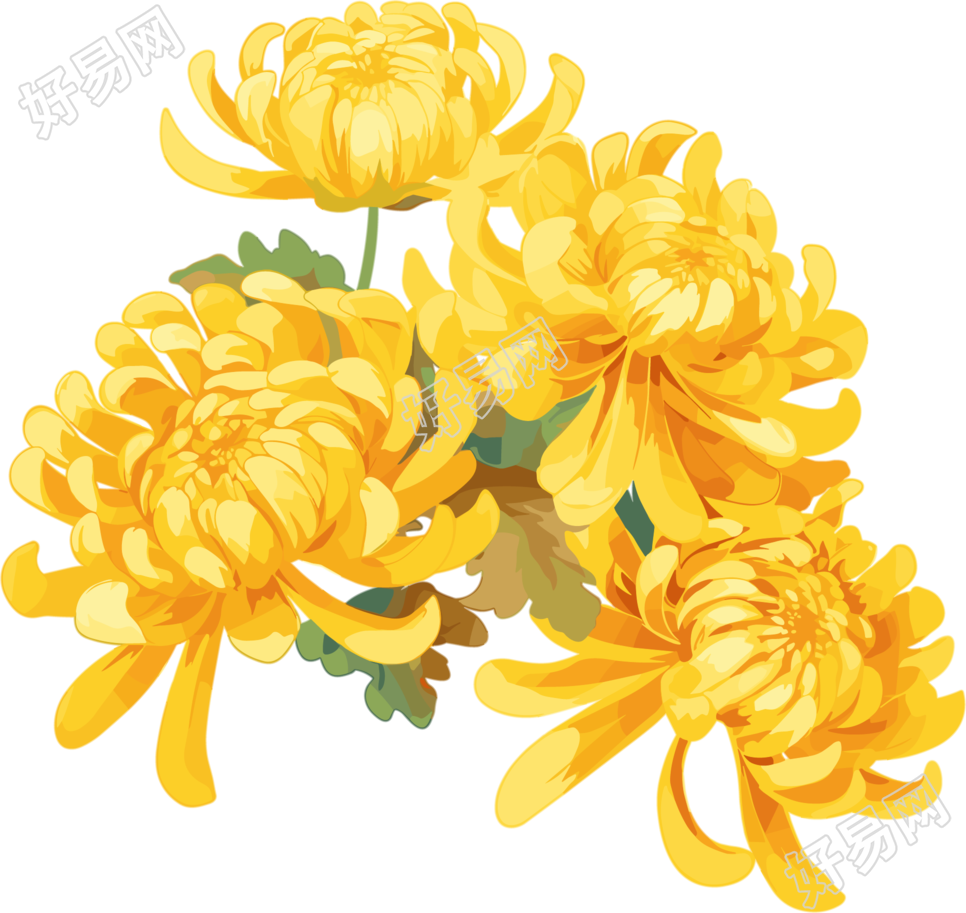 水彩菊花花瓣插画
