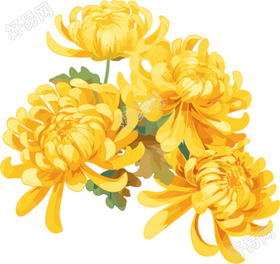 水彩菊花花瓣插画
