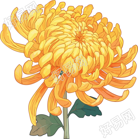 水彩菊花透明背景元素