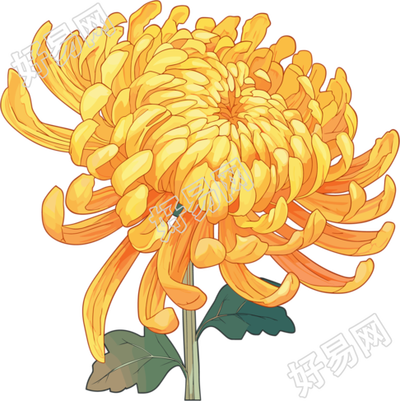 水彩菊花透明背景元素