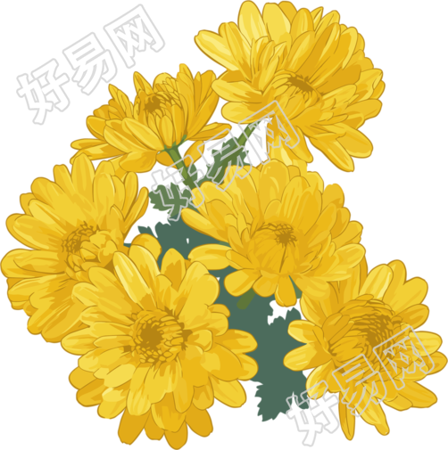 水彩菊花花束素材