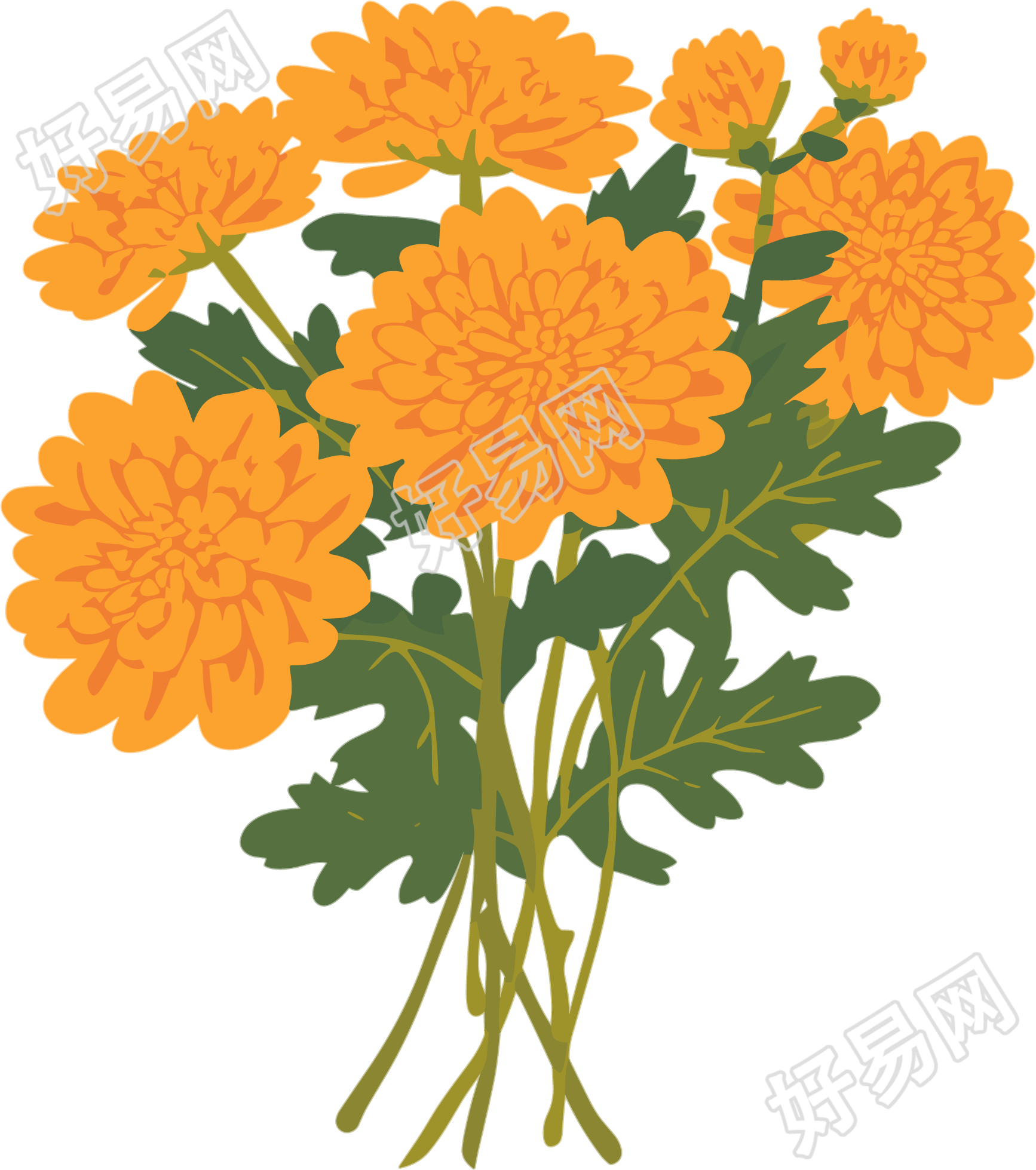 水彩菊花商用插画