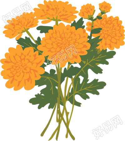 水彩菊花商用插画