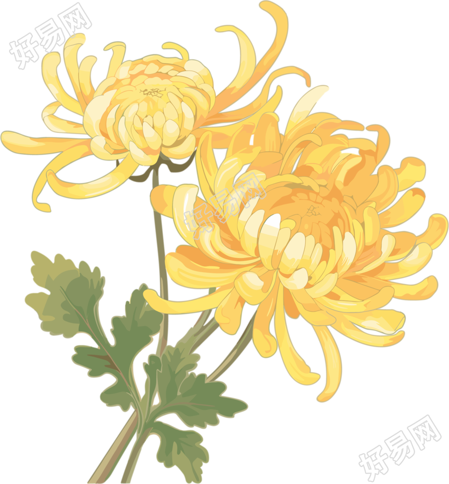 两朵水彩菊花插画
