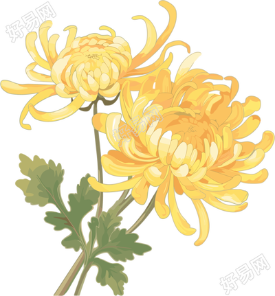 两朵水彩菊花插画