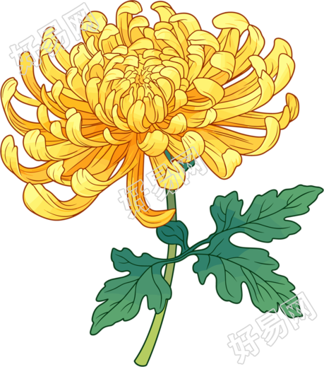 水彩菊花唯美插画