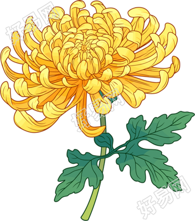 水彩菊花唯美插画
