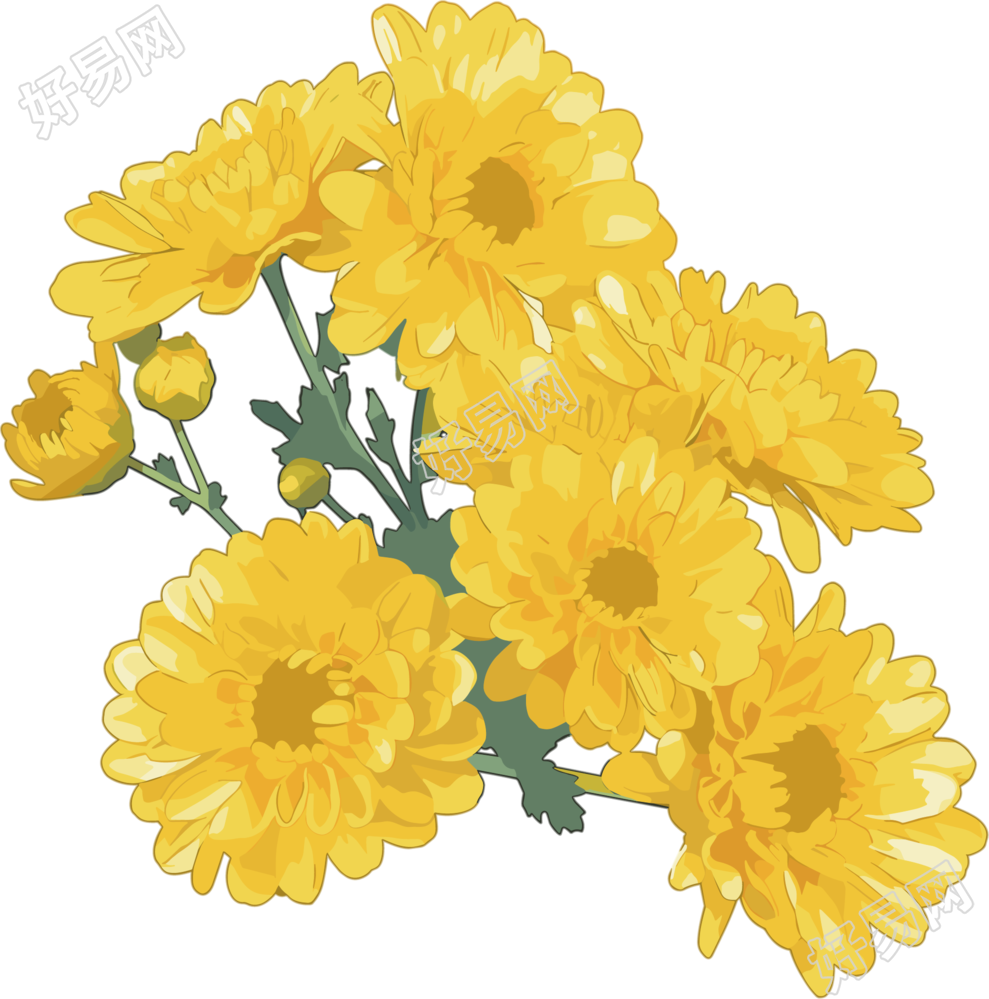 水彩菊花花束插图