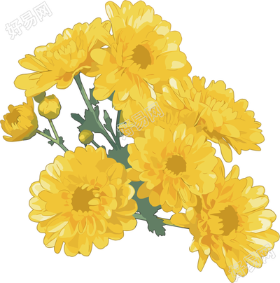 水彩菊花花束插图