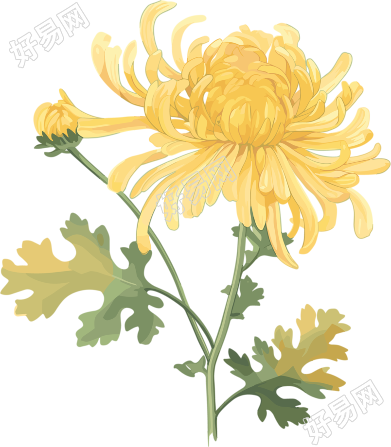 水彩菊花高清素材