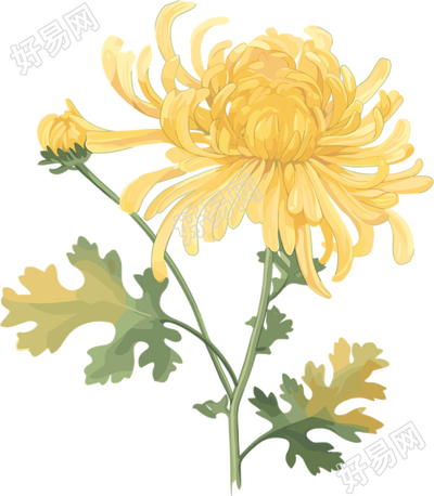 水彩菊花高清素材