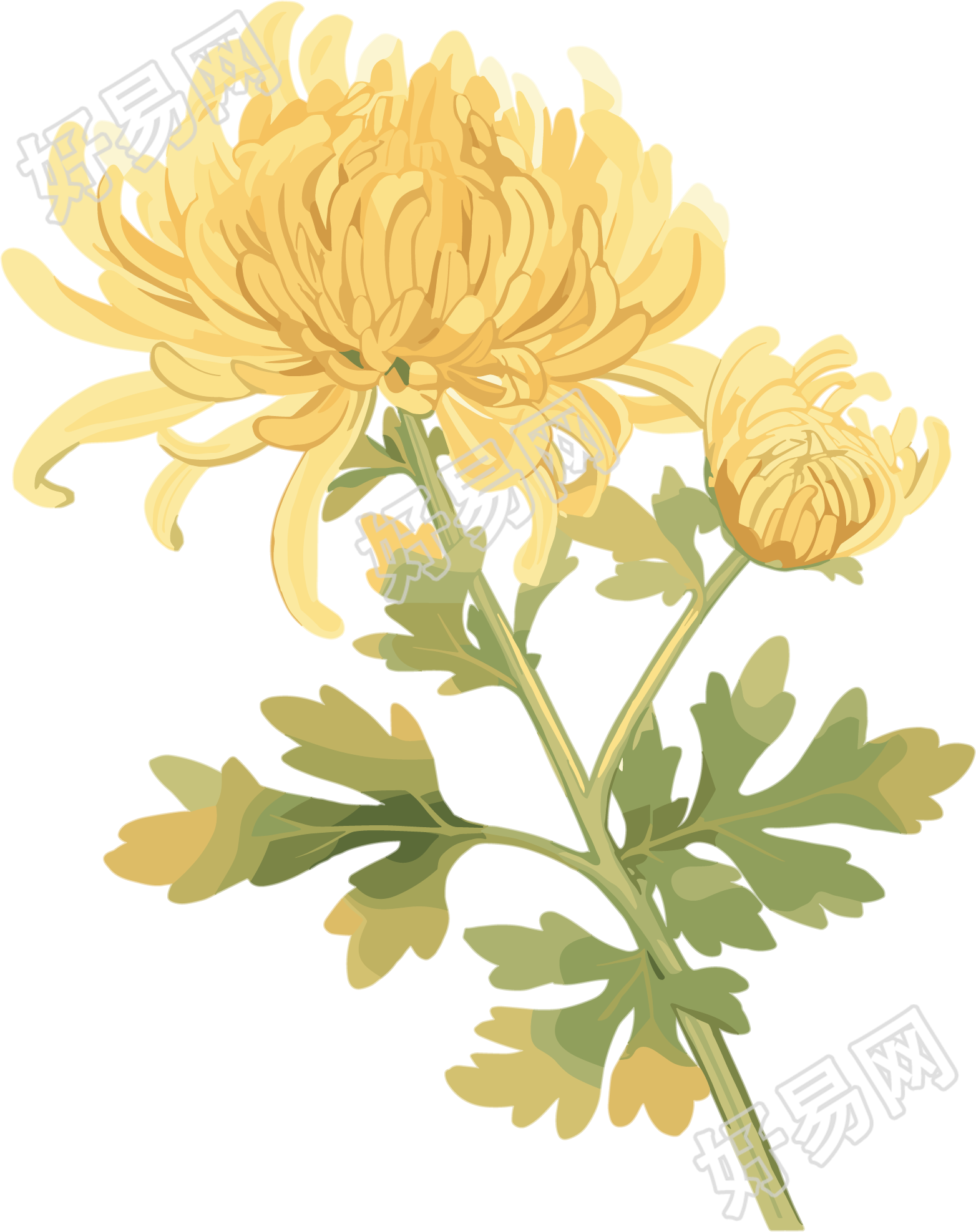 水彩菊花创意元素