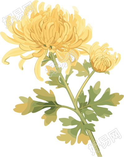水彩菊花创意元素