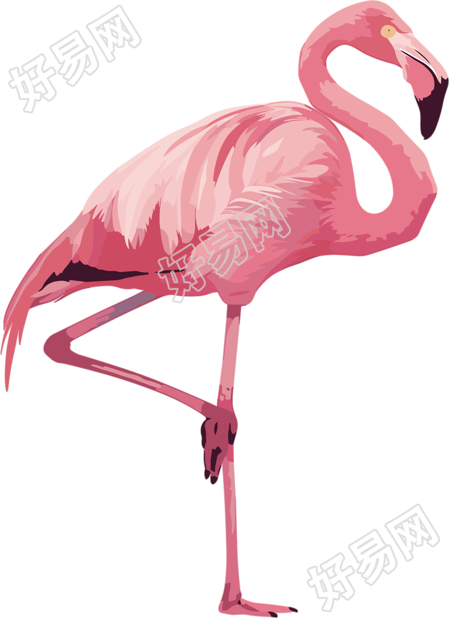 火烈鸟插图素材