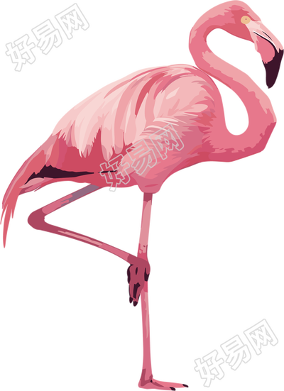 火烈鸟插图素材