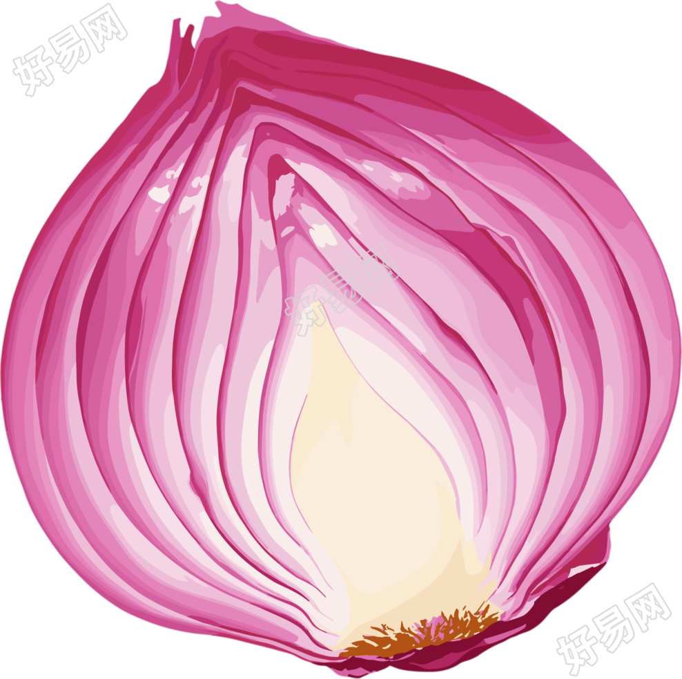洋葱矢量插图