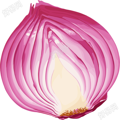 洋葱矢量插图