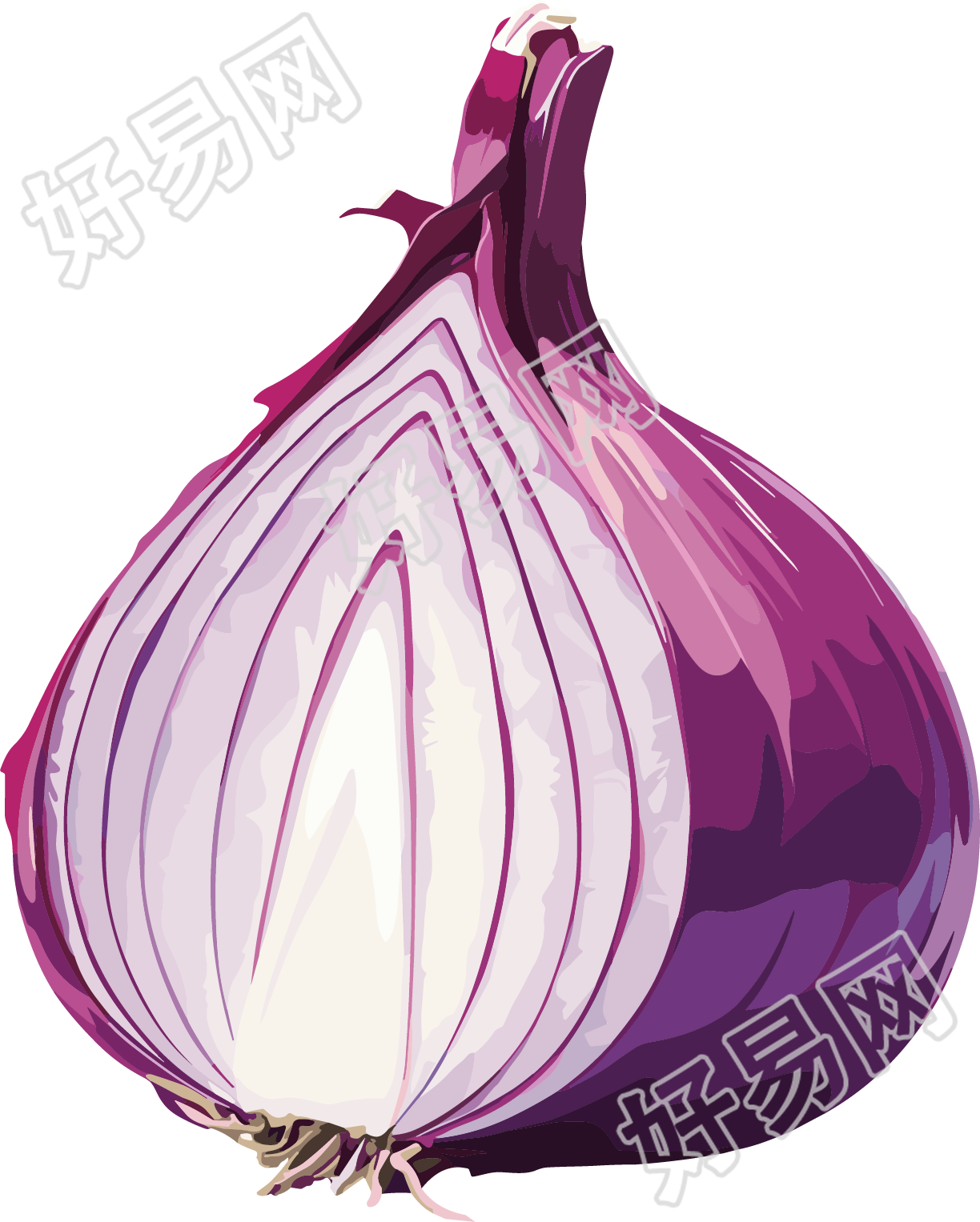 洋葱插画素材