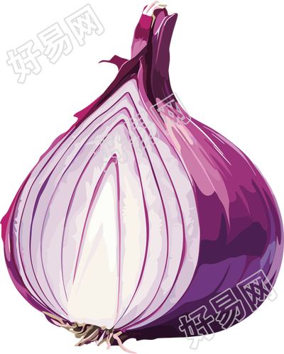 洋葱插画素材