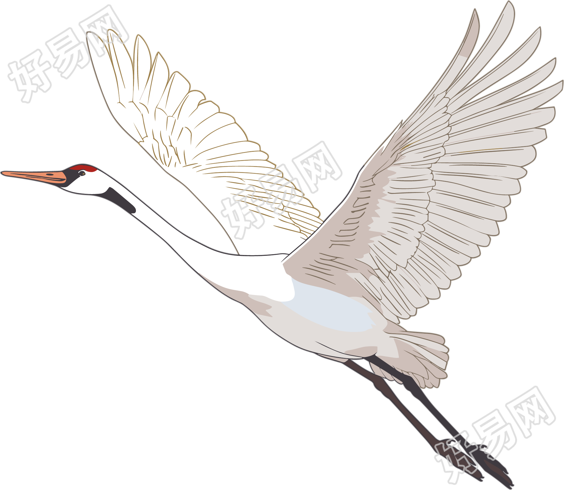 仙鹤透明背景插画