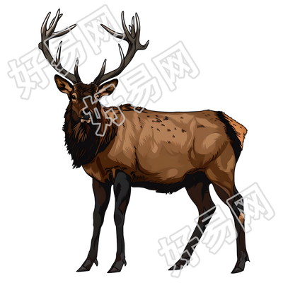野生麋鹿珍稀动物插画