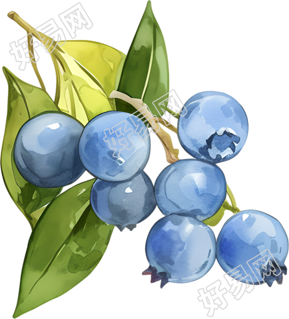 水彩蓝莓装饰元素