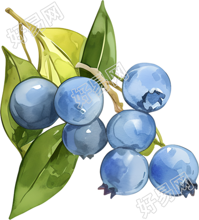 水彩蓝莓装饰元素