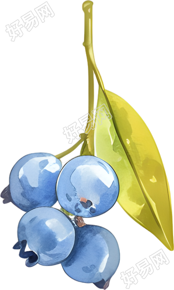 水彩蓝莓插图