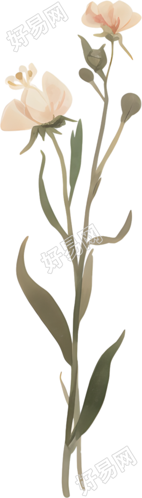 水彩花卉简约插图