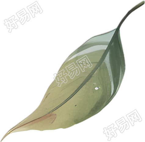 水彩叶子插图