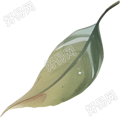 水彩叶子插图
