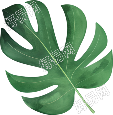 水彩叶子可商用素材