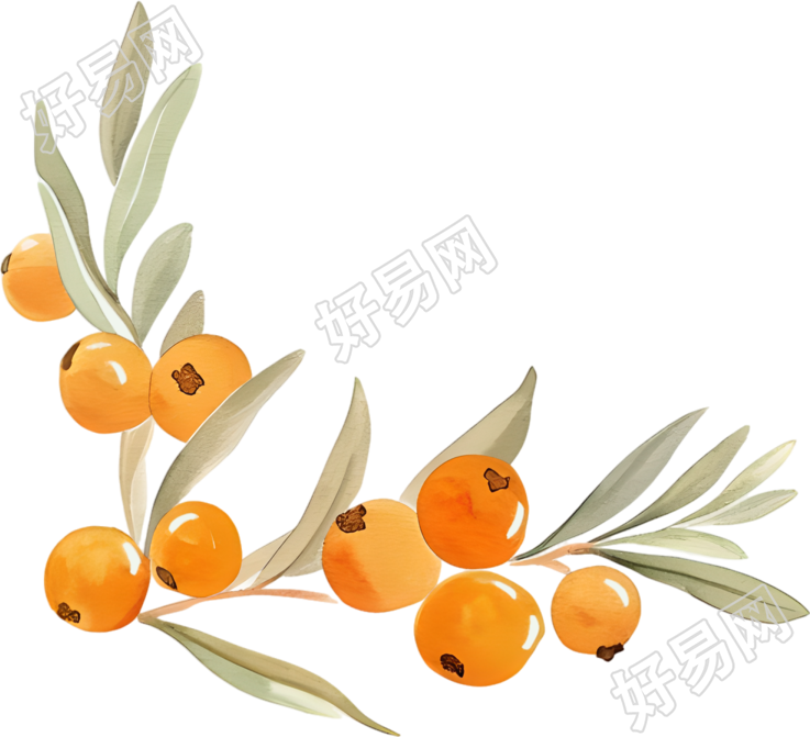 水彩浆果装饰元素