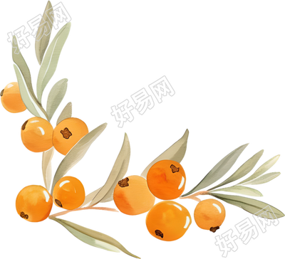 水彩浆果装饰元素