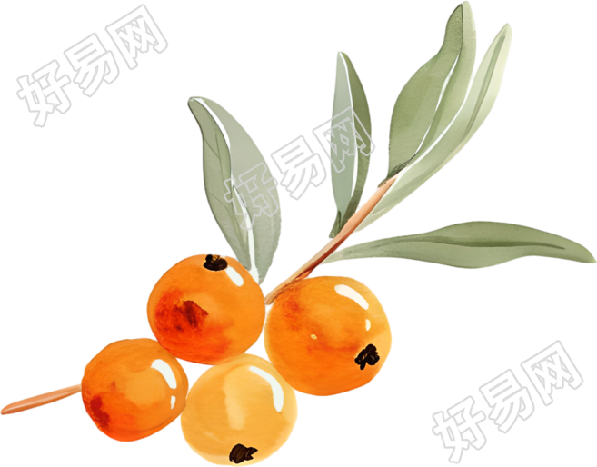 水彩浆果素材