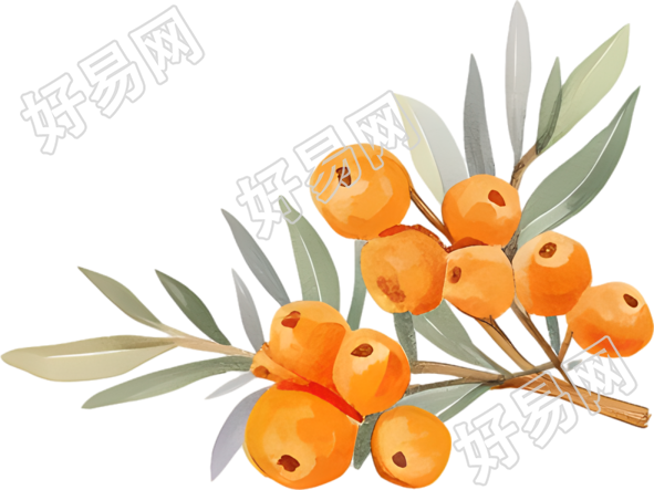 水彩浆果插画