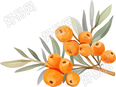水彩浆果插画