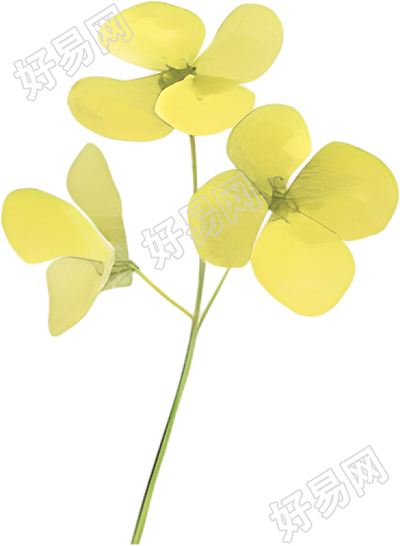 水彩油菜花花瓣素材