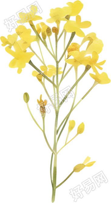 水彩油菜花唯美素材