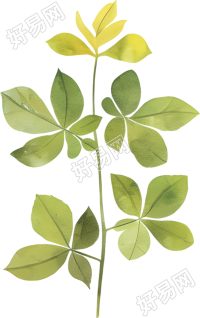 水彩叶子艺术性素材