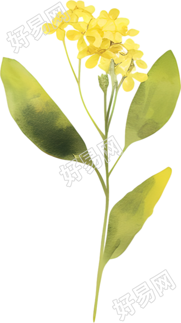 水彩油菜花唯美插画