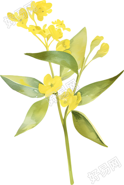 水彩油菜花唯美插图