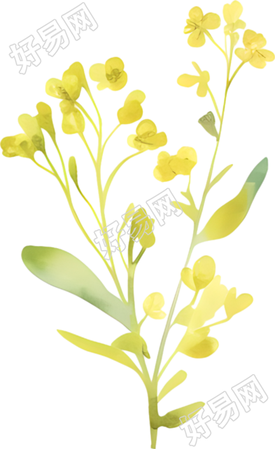 水彩油菜花装饰素材