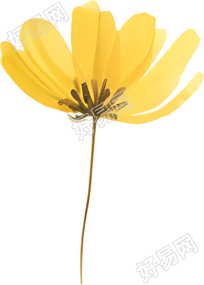 水彩小黄花装饰插图